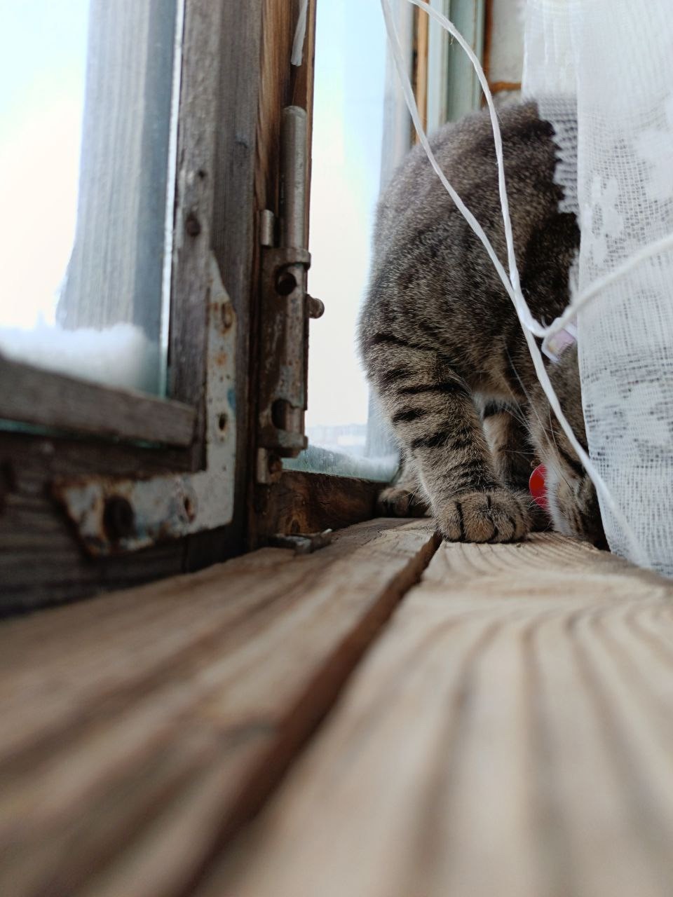 yogurt в LOOKY — 🐾
#Yogurt #Twixy #cat