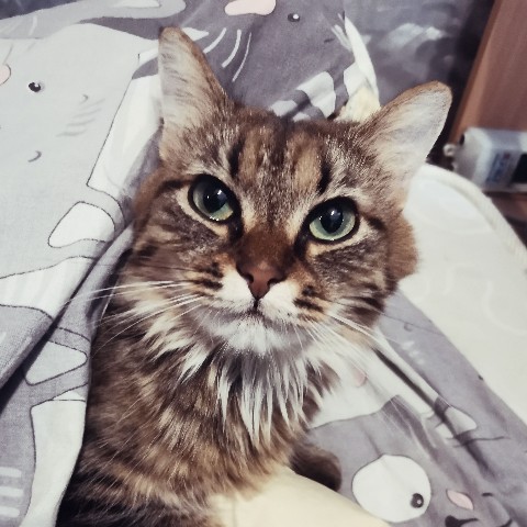 reset_thecat в LOOKY. #reset_thecat,#kitten,#kitty,#catoftheday,#cats_looky,#sweetcat,#wintercat,#lovecats,#cats_of_day,#catsoftheday,#catsofworld,#коты,#котенок,#кошка,#котики,#кошки,#кошачьяжизнь. Давненько что-то я б...