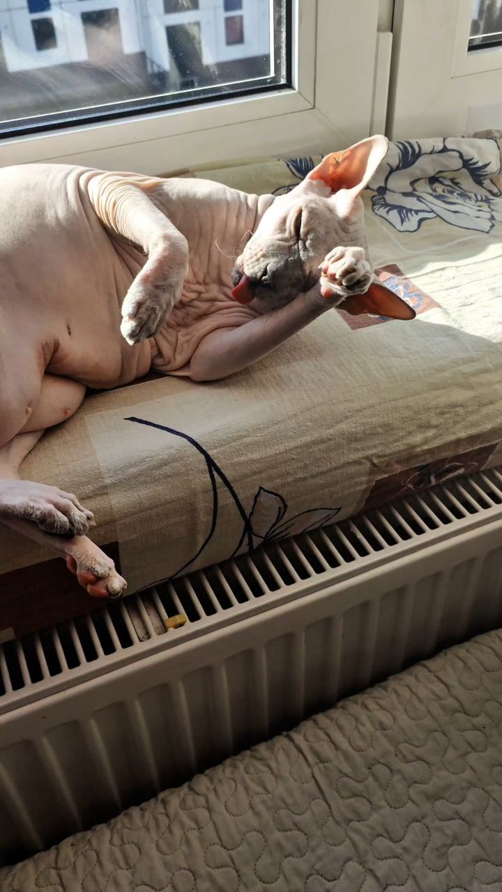 eva_sphynx_cat в LOOKY. #сфинкс,#sphynx,#донскойсфинкс,#кошка,#котики,#котэ,#лысая,#evasphynxcat,#мыизкотограмаlooky,#looky_official,#looky,#looky_official,#LOOKY_контент,#looky_you,#you
#видео,#lookyvideo,#videolooky,#LOOKY_рилс. Привет, друзья! Всем...