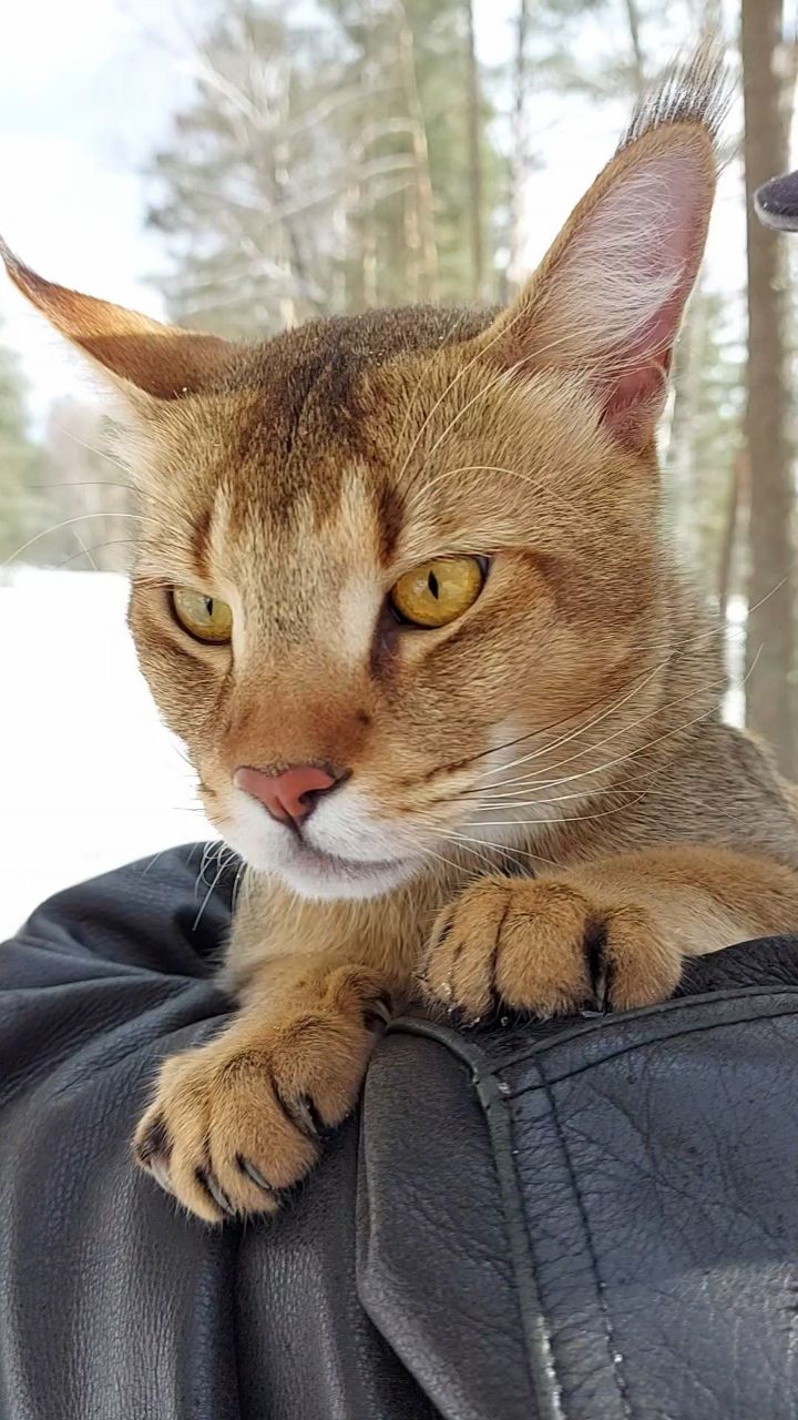 afina_zeus в LOOKY. #люблюкотиков,#коты,#мыизкотограма,#кошки,#кошка,#котограм,#большиекошки,#редкиекошки,#красивыекошки,#гибридныекошки,#видеомомент,#видосики,#котикмой,#пейзаж,#природа,#наприроде,#лес,#looky,#looky_official,#looky_кошки,#looky_контент,#чаузи. Без лишних слов ❤️
....