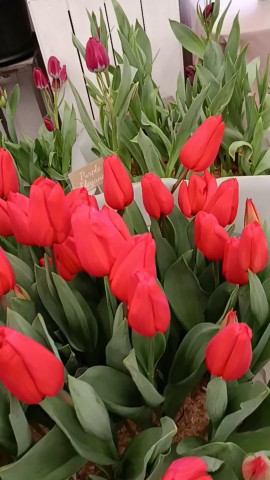 efimovaagent1 в LOOKY. . Ботанический сад Сан...