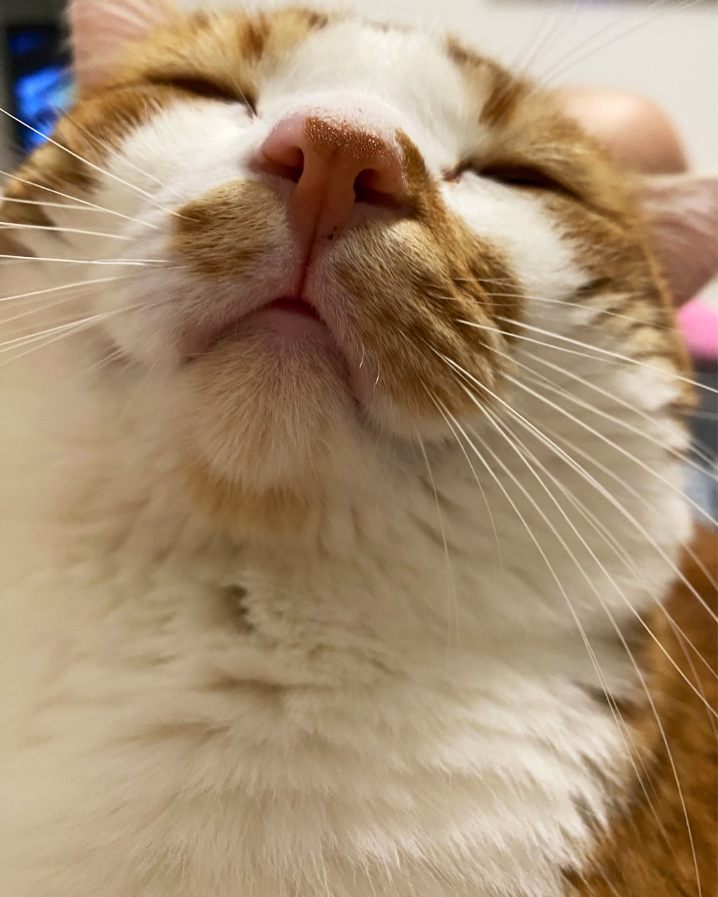 LARA в LOOKY — Кот Котище Любовь 
Просто соскучился 😅😅😅❤️❤️
Пришел за об