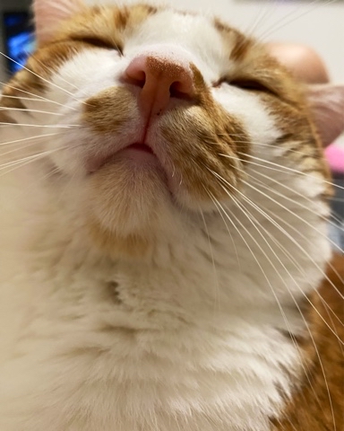 LARA в LOOKY. . Кот Котище Любовь 
П...
