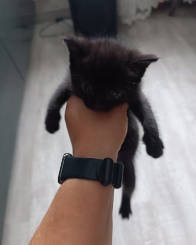 mari.cmok__te9ps1k в LOOKY. . В добрые руки