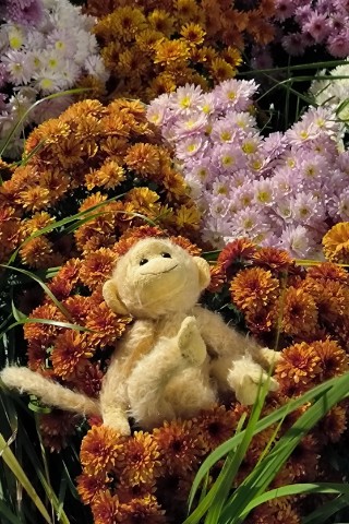 zotova_olga64 в LOOKY. #monkey. Прогулки
#monkey