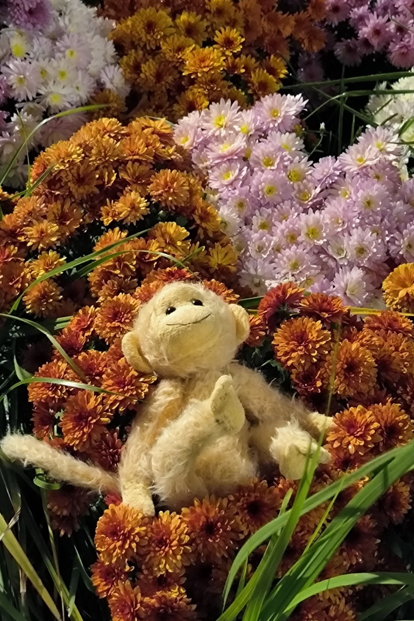 zotova_olga64 в LOOKY — Прогулки
#monkey