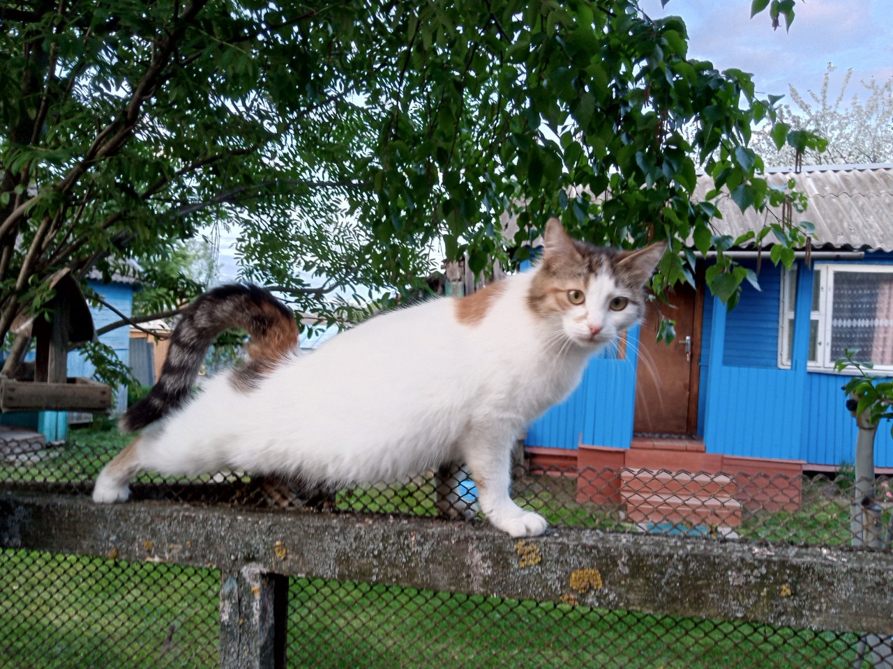 #кот [#кошка ](кошка)[#дача ](дача)[#дачнаяжизнь ](дачнаяжизнь) [#деревня ](деревня) #природа [#питомцы ](питомцы)