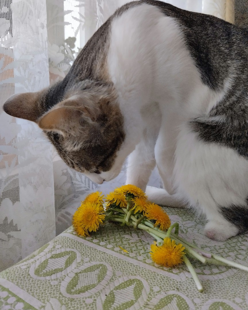 Кот Мурчик in LOOKY. . 
