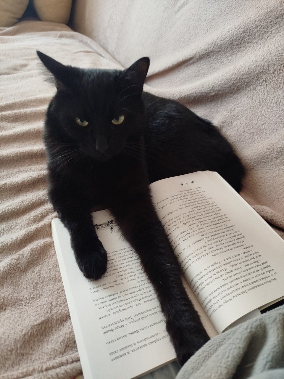Кот-ученый))) #кот #котик #книга #котученый #черныш