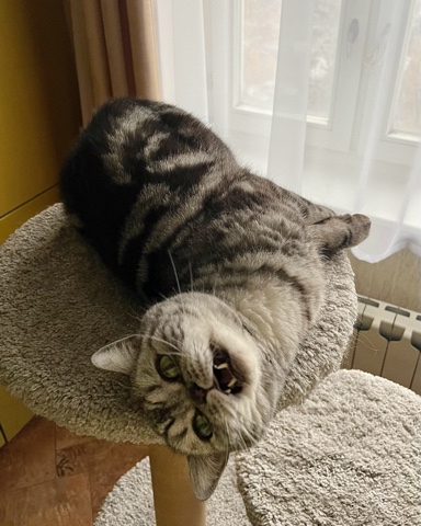 british_mars_cat в LOOKY. . 