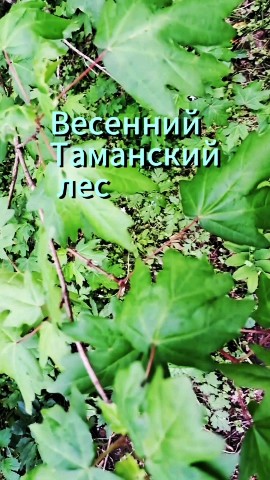Looky_174103577226293 в LOOKY. . Весенний Таманский л...