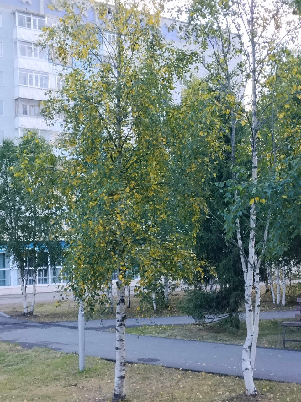 Ядвига 11.56 в LOOKY — публикация