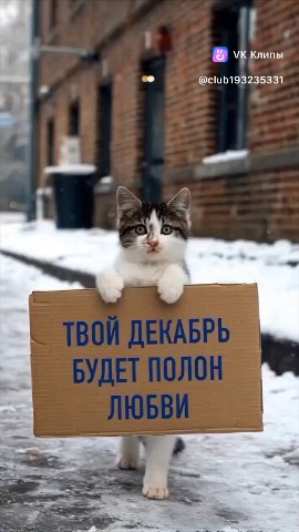 Котлин_Остров_Котов_Кронштадт в LOOKY. #помощь_бездомным_животным,#приют,#котики,#. #помощь_бездомным_жи...
