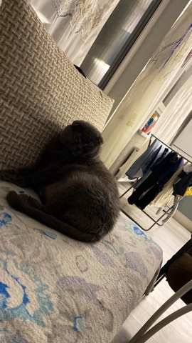Looky_1708936222943 в LOOKY. #котей,#Энгельс. #котей#Энгельс❤️