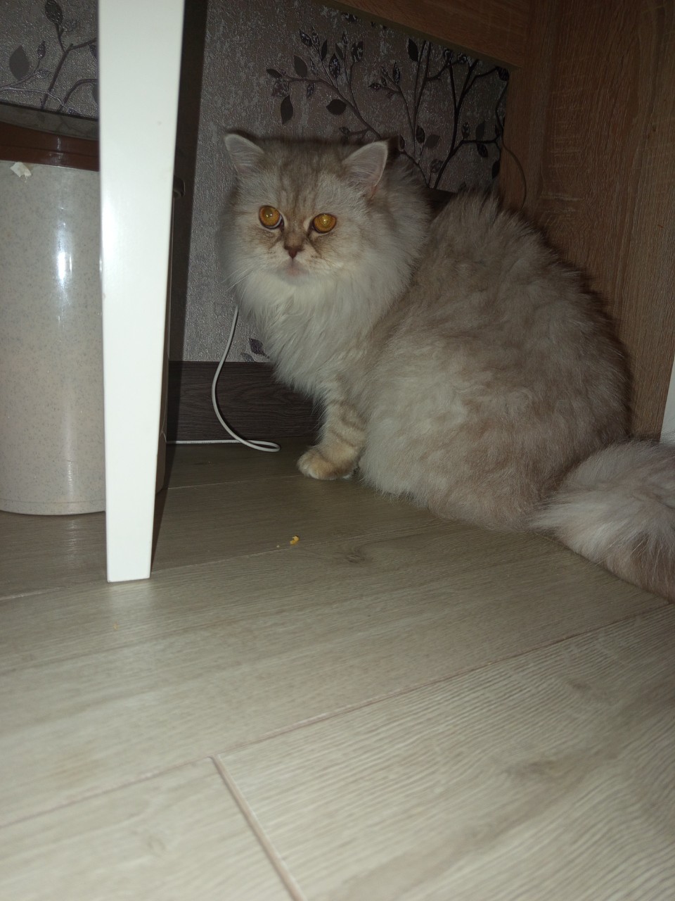 Looky_178211391263250 в LOOKY — публикация