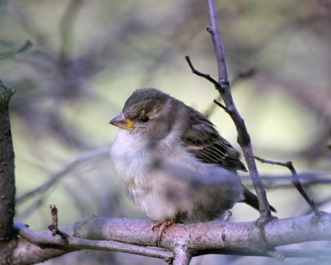 yuriy23 в LOOKY. #воробей,#птицы,#птица,#москвич,#природа,#воробьи,#птицыРоссии,#birds,#sparrow,#nature,#Москва,#sparrows,#bird,#натуралист,#город,#пташка,#орнитология,#Moscow. Воробей / #воробей #...