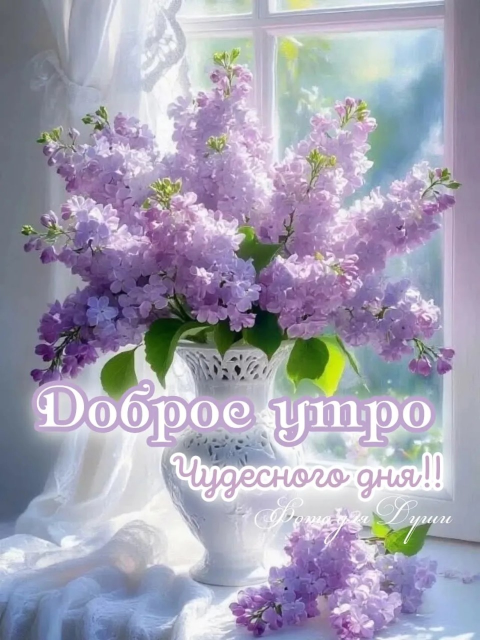 Сириус в LOOKY — публикация