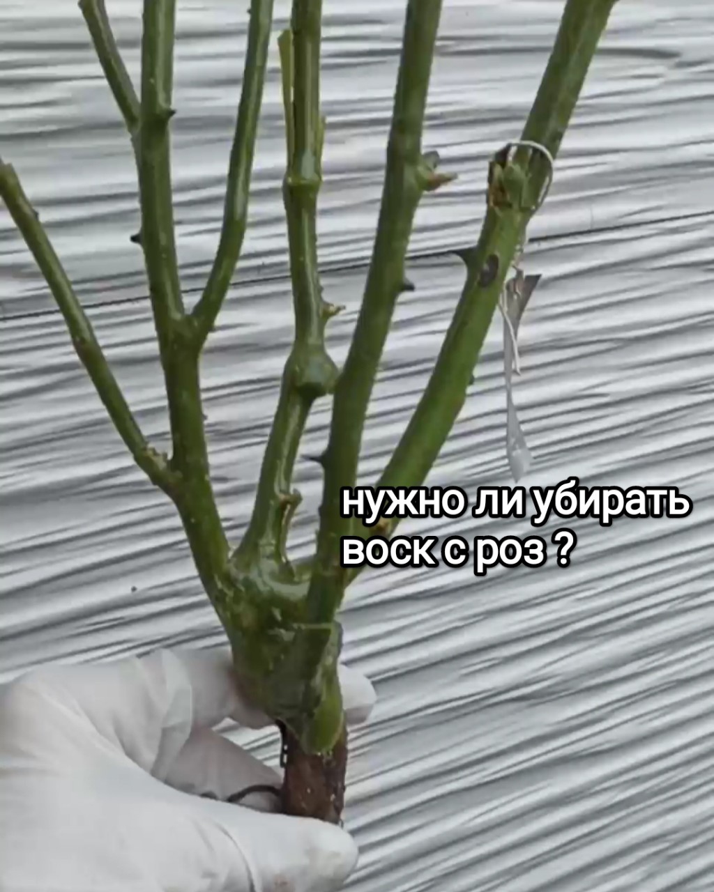 florasad_vera в LOOKY — Что делать с воском на розах? Удалять или нет?
Есть мнение, 