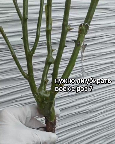 florasad_vera в LOOKY. . Что делать с воском ...