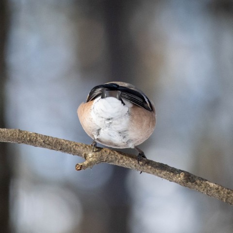 alx.a.lav в LOOKY. #birds,#птицы. #birds #птицы [#снег...