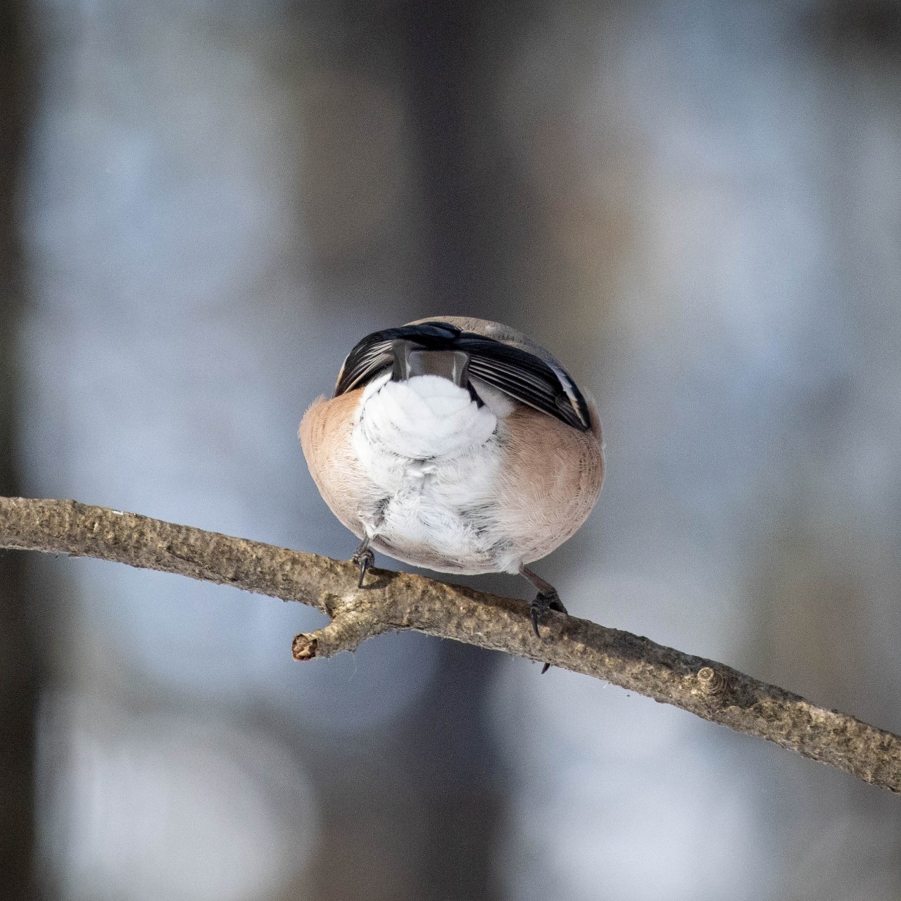 alx.a.lav в LOOKY — #birds #птицы [#снегирь ](снегирь)