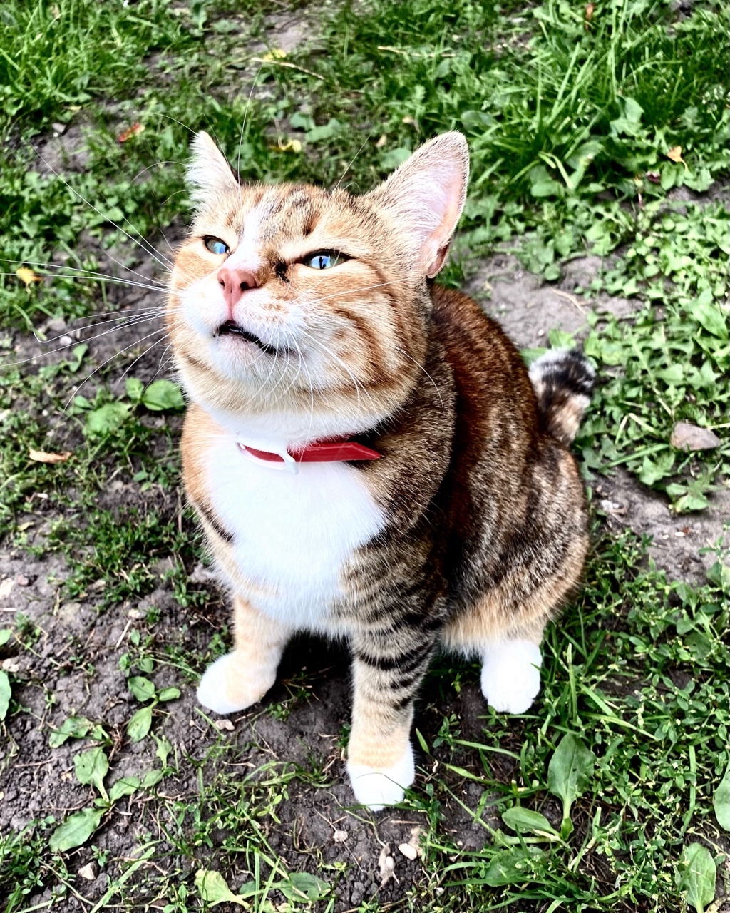 darklicc в LOOKY — #алиска #любимка #котики