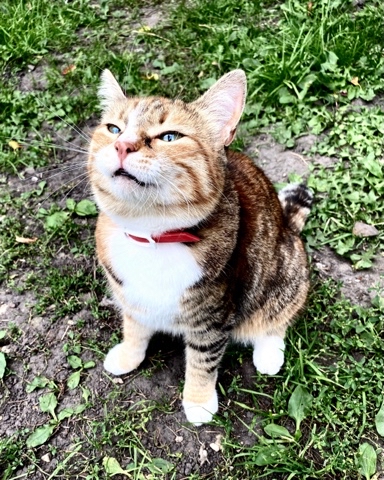 darklicc в LOOKY. #алиска,#любимка,#котики. #алиска #любимка #ко...