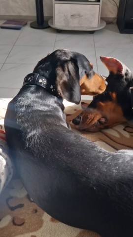 annet_anapa в LOOKY. #добермания❤️,#доберманщенок,#доберманитакса,#доберманохранник. Столько любви и счас...