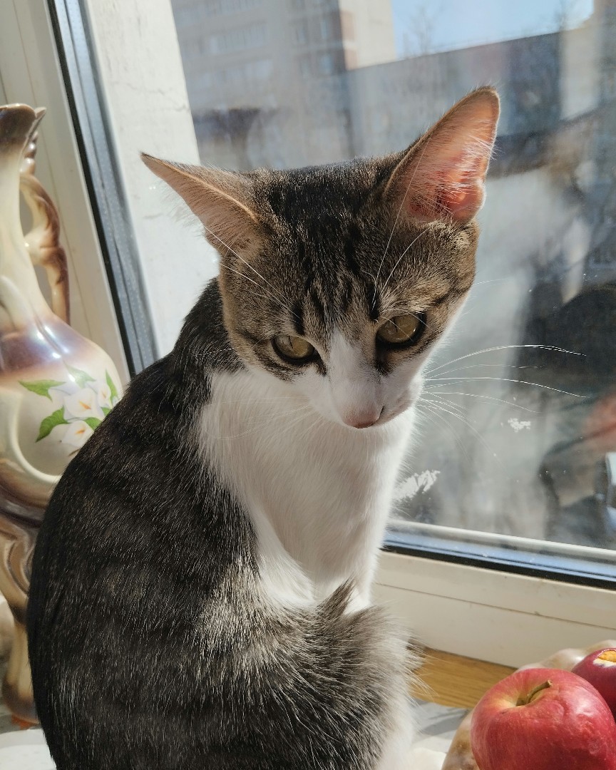 Кот Мурчик in LOOKY. . 