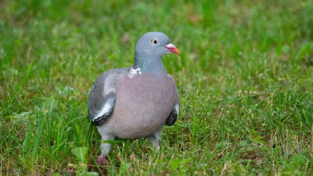#природа #дикаяжизнь #фотографииприроды #птицы #вяхирь #nature #wild #wildnature #photography #naturephotography #bitds # common_wood_pegion #Columba_palumbus