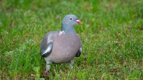 the.tail.wind в LOOKY. #природа,#дикаяжизнь,#фотографииприроды,#птицы,#вяхирь,#nature,#wild,#wildnature,#photography,#naturephotography,#bitds,#,#Columba_palumbus. #природа #дикаяжизнь...