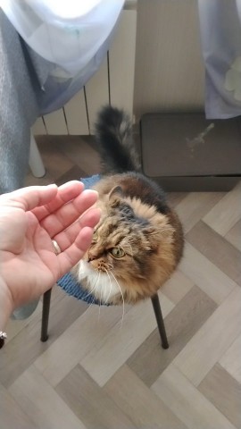 Ядвига 11.56 в LOOKY — 🥰🫰🫶