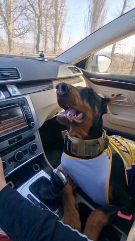 annet_anapa in LOOKY. #доберманвмашине,#доберманщенок,#собакаубийца,#доберманохранник. В один прекрасный де...