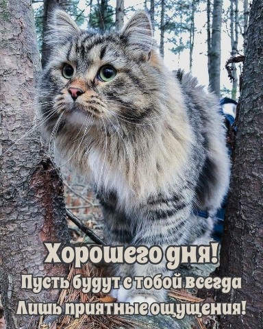 kosovskijy в LOOKY. . 