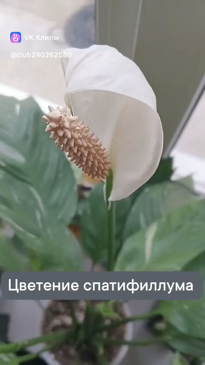 Зеленые пальцы в LOOKY. #спатифиллум,#цветение,#домашние,#комнатныерастения. Спатифиллум даймонд ...