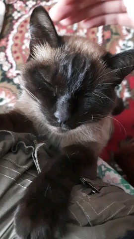 Деревянное варенье в LOOKY. #кошка,#дом,#отдых. От "посидеть на коле...