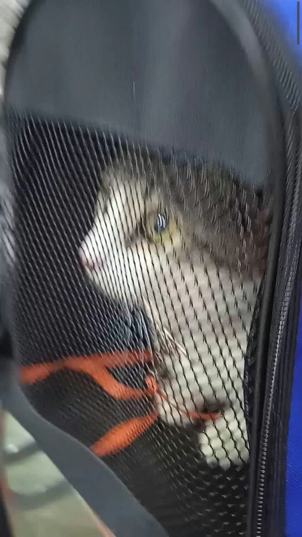 Кот Мурчик in LOOKY. . Выпустите, где я?