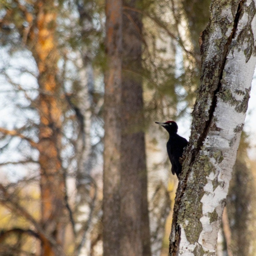 Черный дятел, Dryocopus martius #birds #птицы