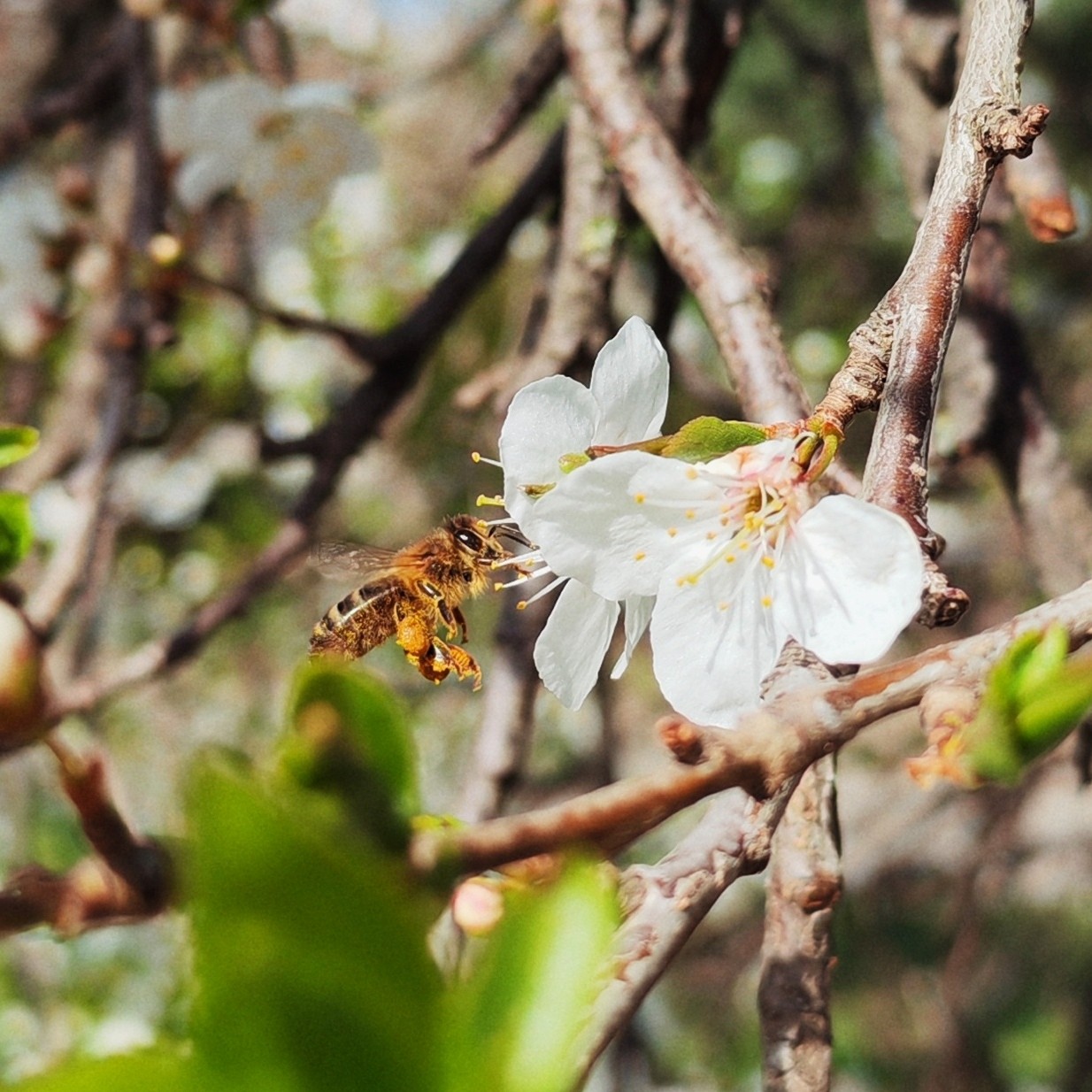 Татьяна Петрова в LOOKY — 🌸🐝 #мнекрасиво