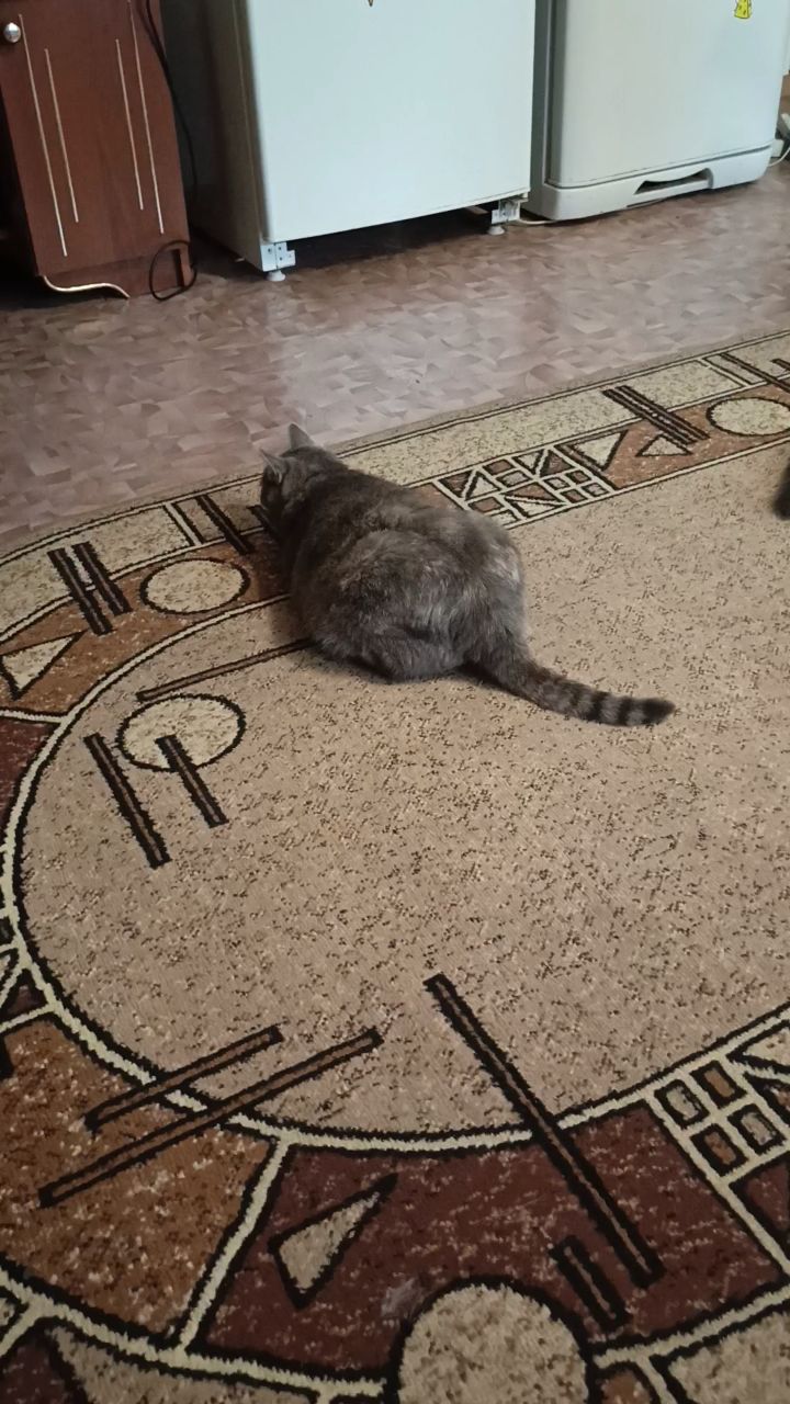 Ангел in LOOKY. . Три кота