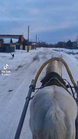 Looky_178793909252311 в LOOKY. . Хорошые классные пес...