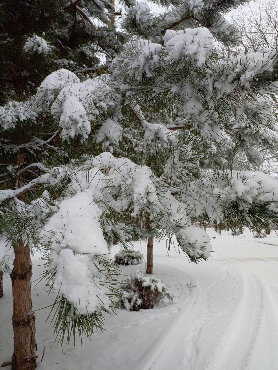 Олеся в LOOKY — публикация