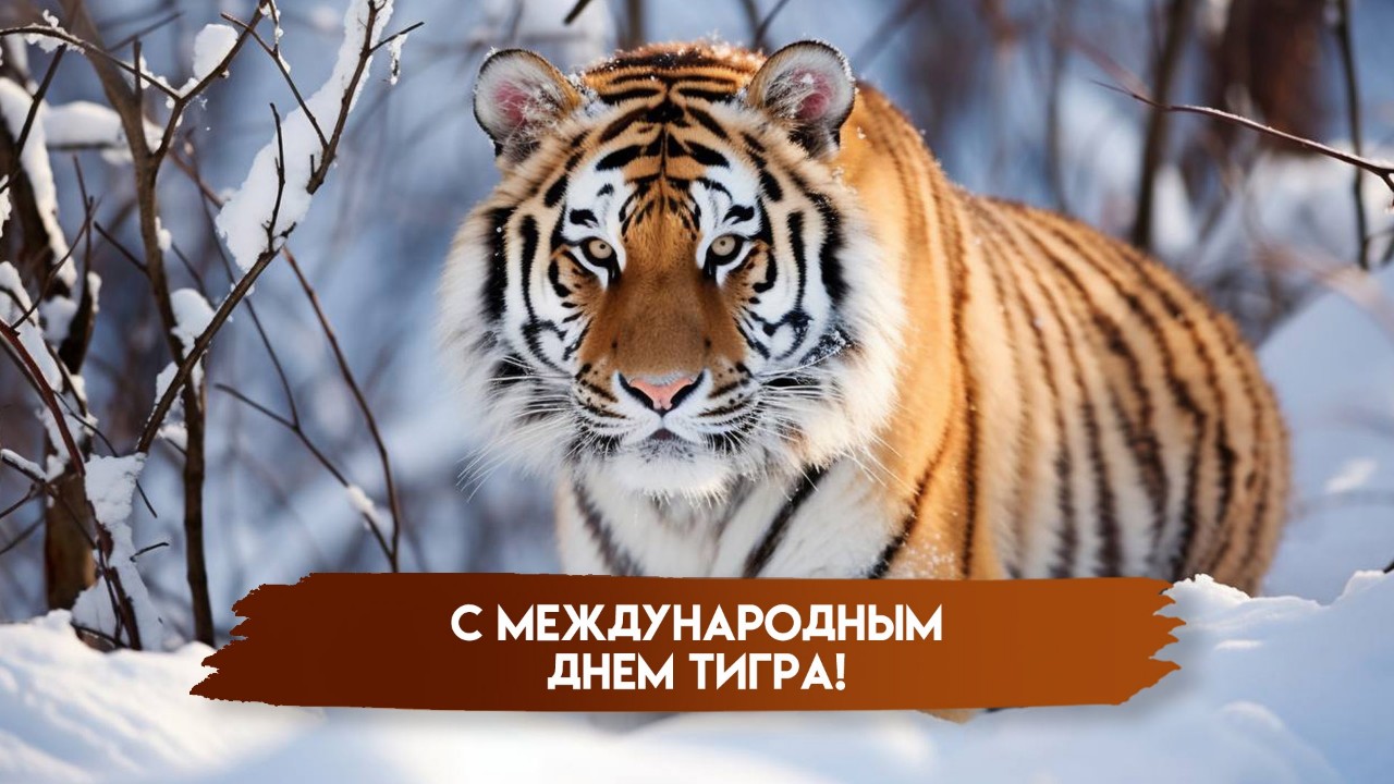  в LOOKY — Международный день тигра!!!