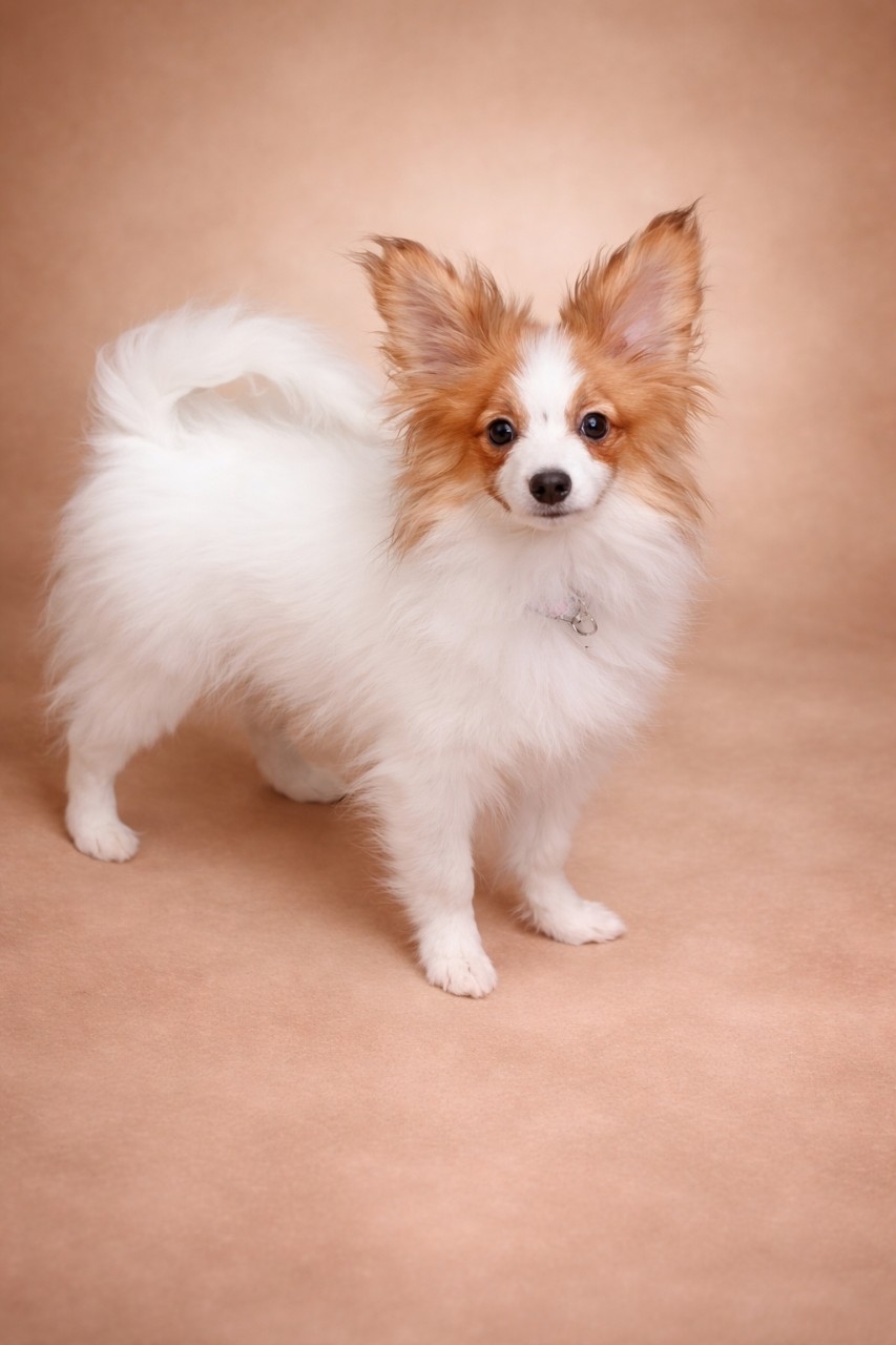 papillonvdom