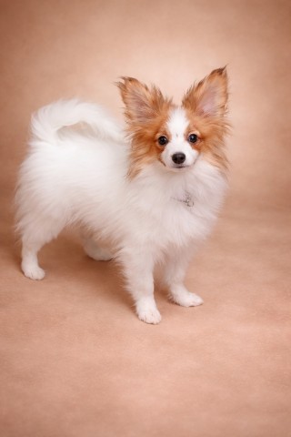 papillonvdom в LOOKY. . 
