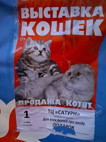 alex_shilyaev_1999 в LOOKY. . Выставка кошек.

Тор...