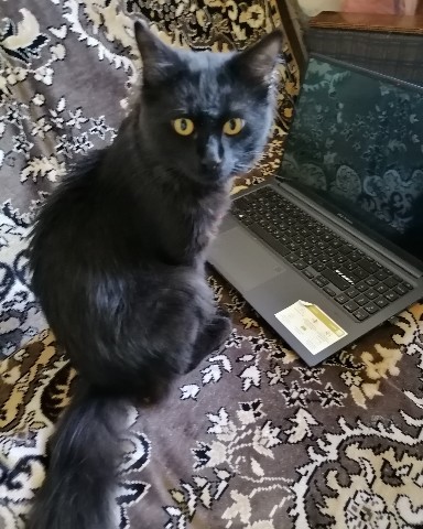 Светлана в LOOKY. . Говорят, что если чё...