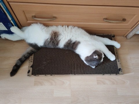 kogtedralka в LOOKY. #кошки,#котики,#котята,#прокошек,#когтеточки,#когтемания,#рекомендации,#актуальное,#важно,#cats,#питомцы,#животные,#круто,#супер,#номер1,#чудо,#интересно,#красота,#сегодня,#счастье,#любовь,#лучшаякогтеточка,#топ. ✅️"Котику понравилос...