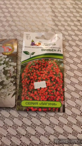 Ирина Вычужанина в LOOKY. #петуния,#эустома,#бегония,#бегонияизсемян. Начинаем покупку сем...
