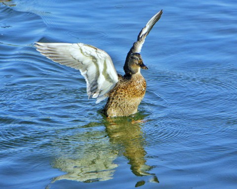 Mar.Vil_foto в LOOKY. . 